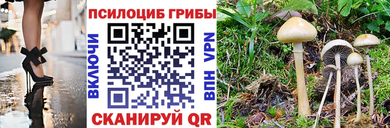 Псилоцибиновые грибы Cubensis Бирюсинск